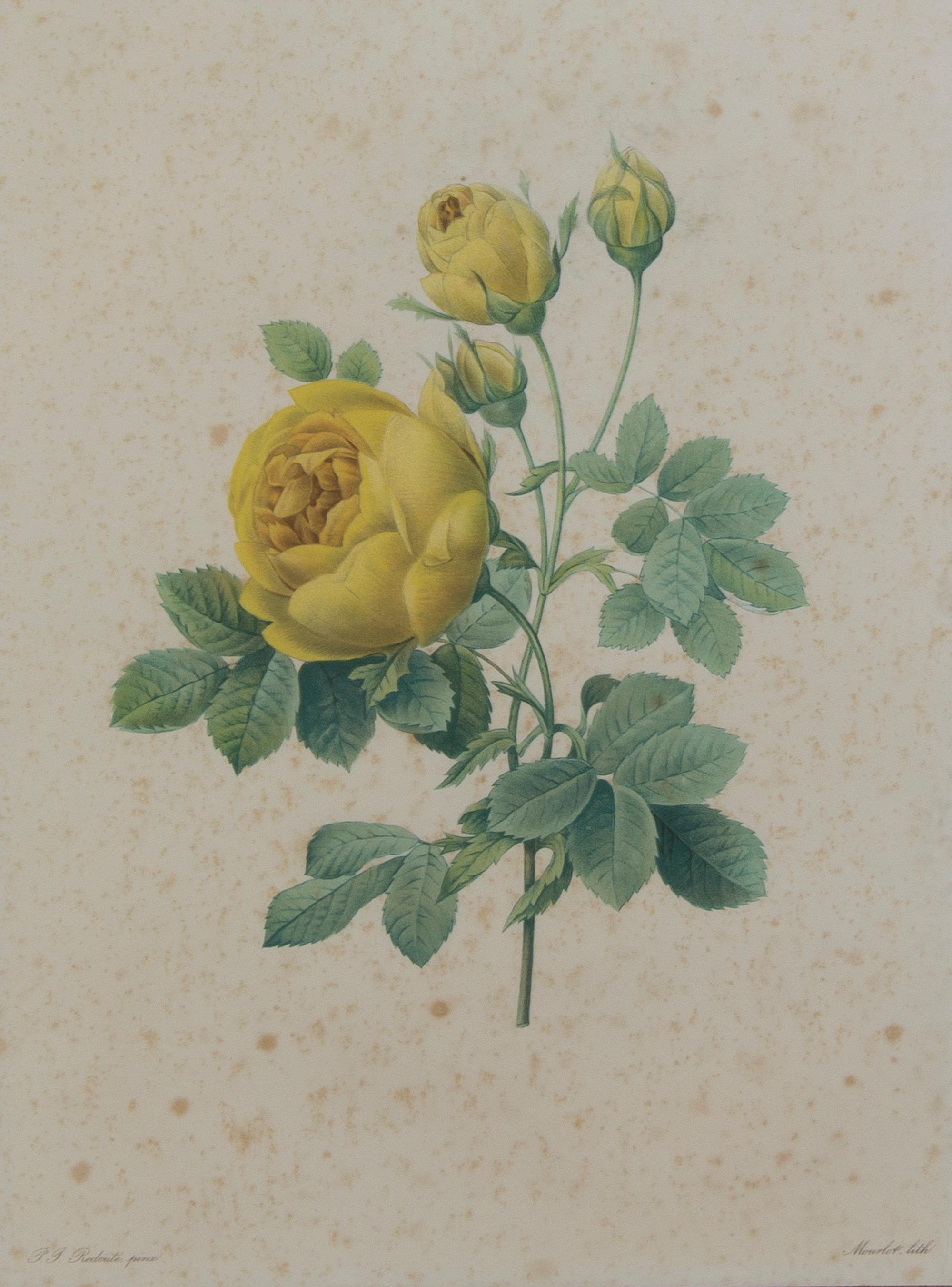 Four French Handcolored Botanical Engravings, Pierre Joseph Redoute (1759-1840), Height of first 13 3/4 x 10 1/4 inches (visible).