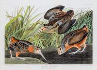 (AUDUBON, JOHN JAMES after) HAVELL, ROBERT. American Woodcock, Scolopax Minor, Gmel., plate CCLXVIII, no.54.