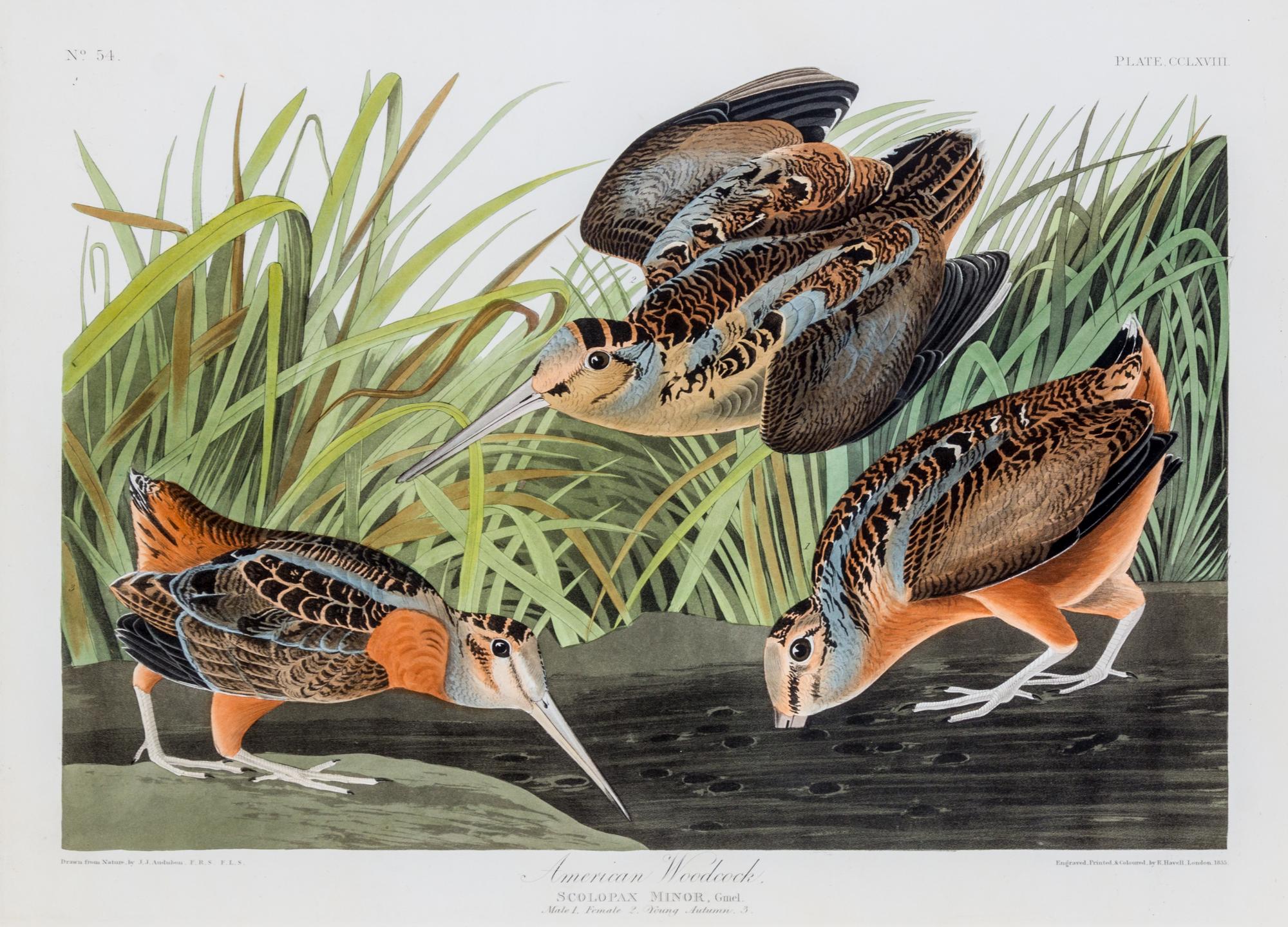 (AUDUBON, JOHN JAMES after) HAVELL, ROBERT. American Woodcock, Scolopax Minor, Gmel., plate CCLXVIII, no.54.