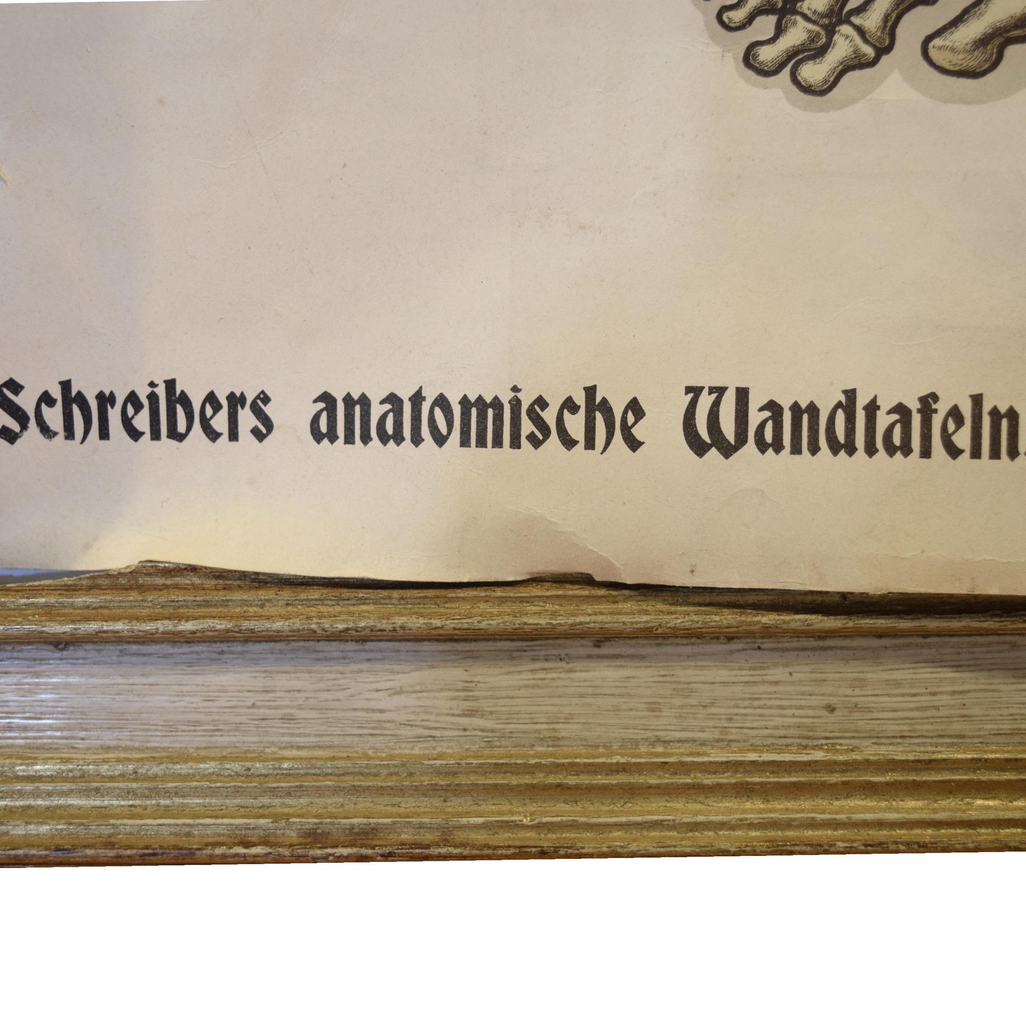 An Anatomy Chart by J.F. Schreiber 5" W x 1.5" D x 64" H — Germany, 19th Century