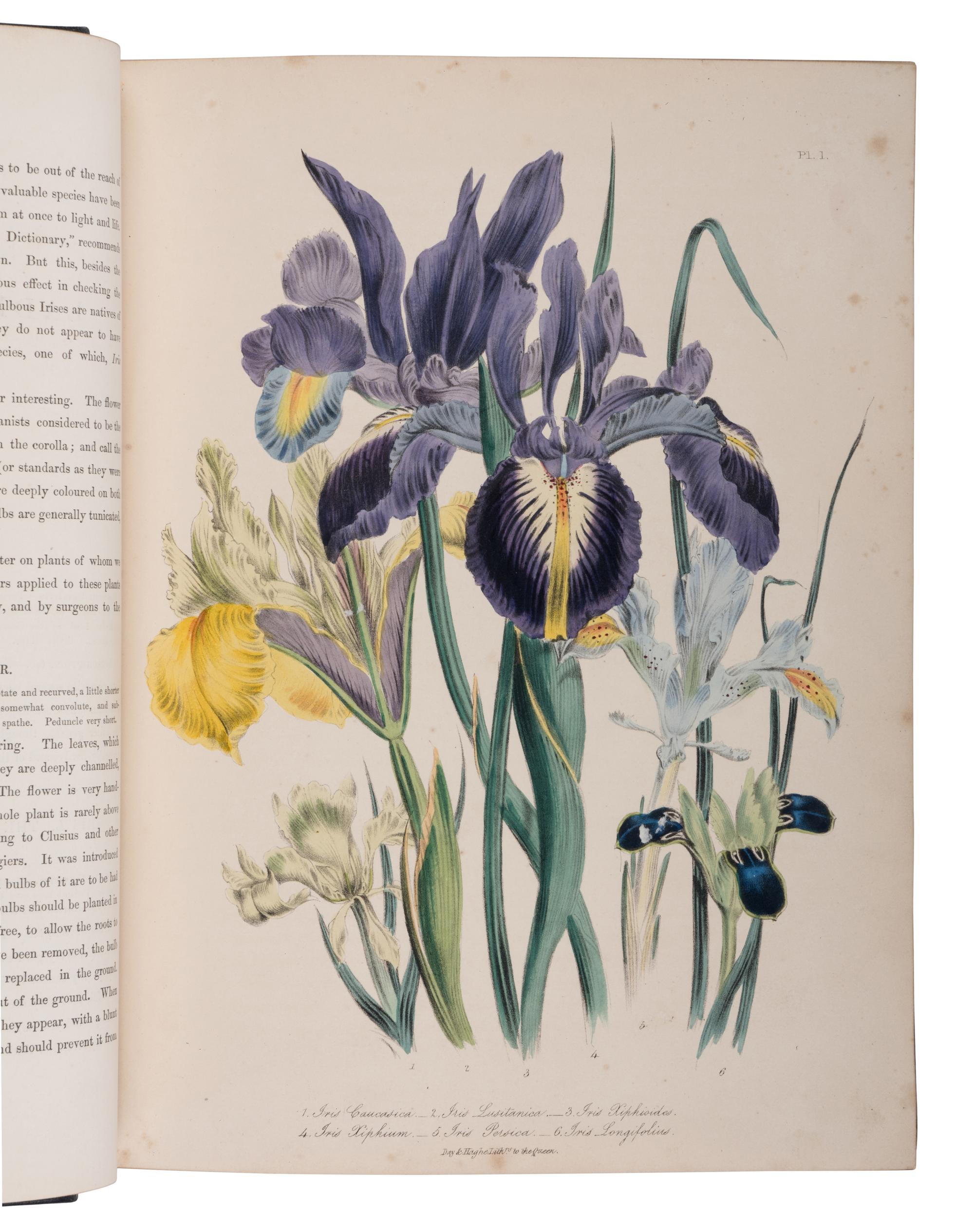 [NATURAL HISTORY]. LOUDON, Jane Webb (1807-1858). The Ladies' Flower-Garden of Ornamental Bulbous Plants. London: William Smith, 1841.