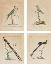 A Set of Four French Hand-Colored Ornithological Engravings