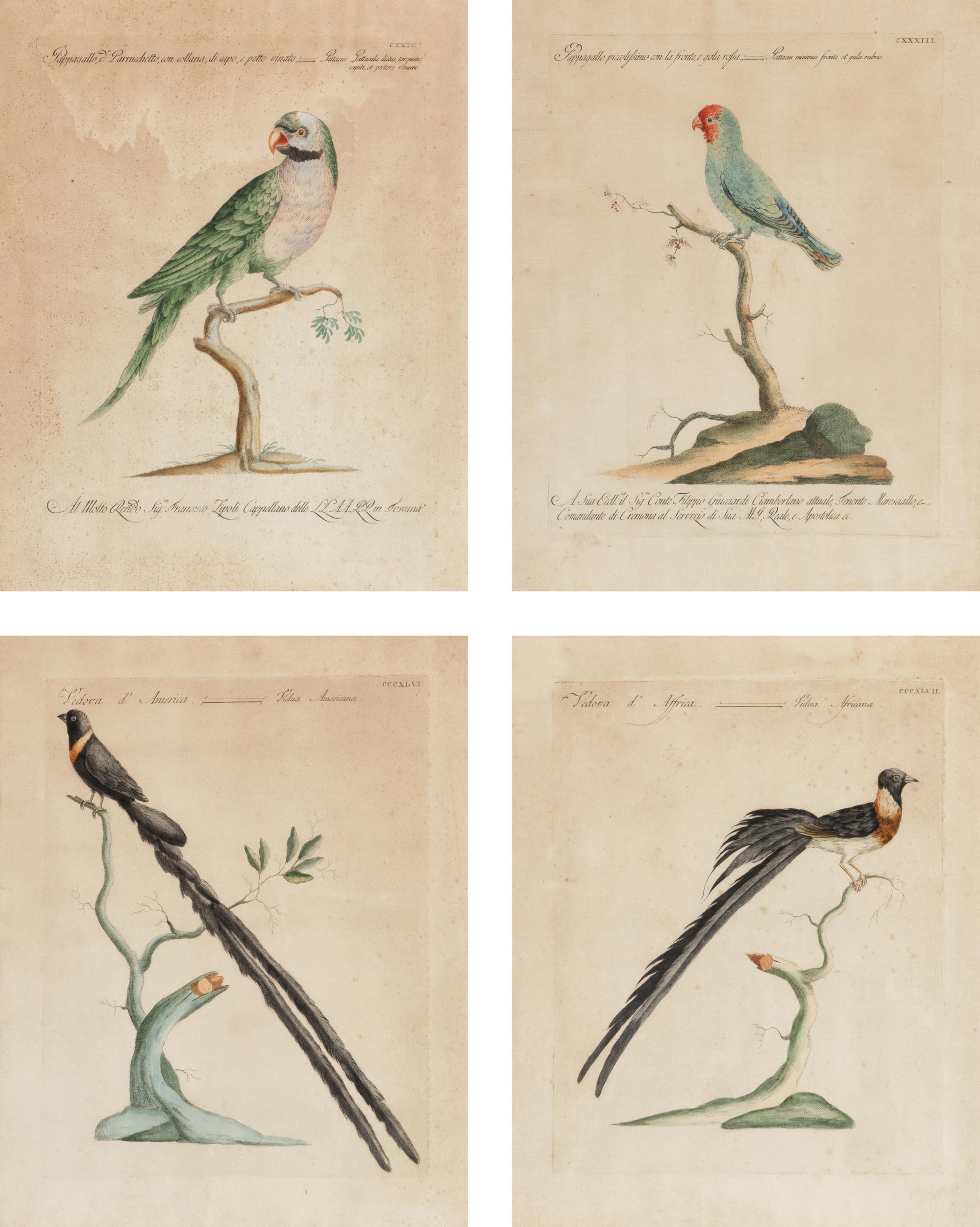 A Set of Four French Hand-Colored Ornithological Engravings