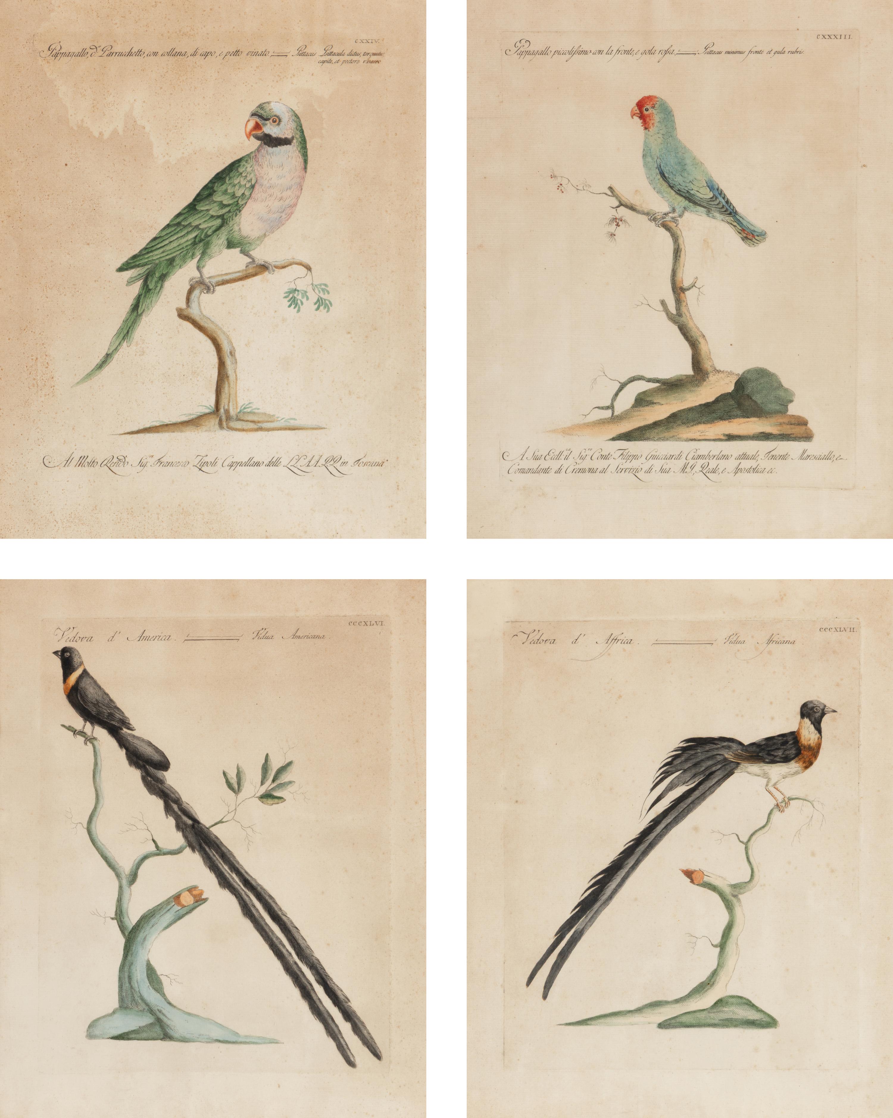 A Set of Four French Hand-Colored Ornithological Engravings