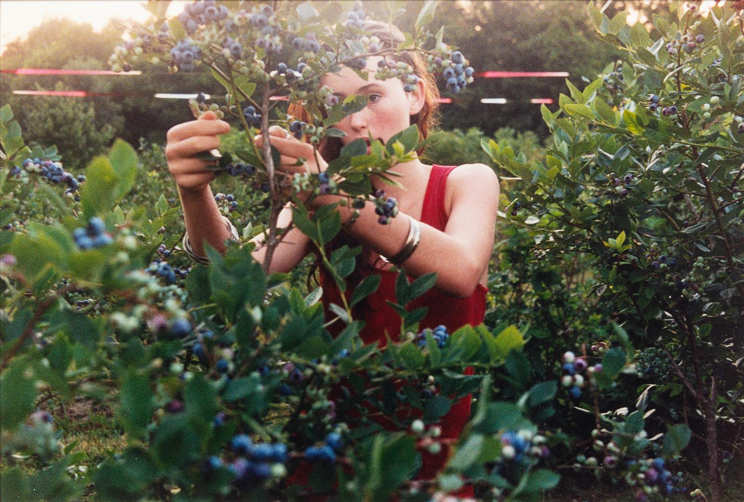 Berry Picker, 2000