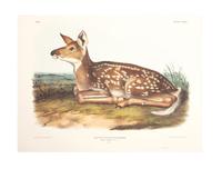 Southart Parkway's Limited Edition Facsimiles from Viviparous Quadrupeds of North America; Set Two: Audubon Mammals of the Southeast