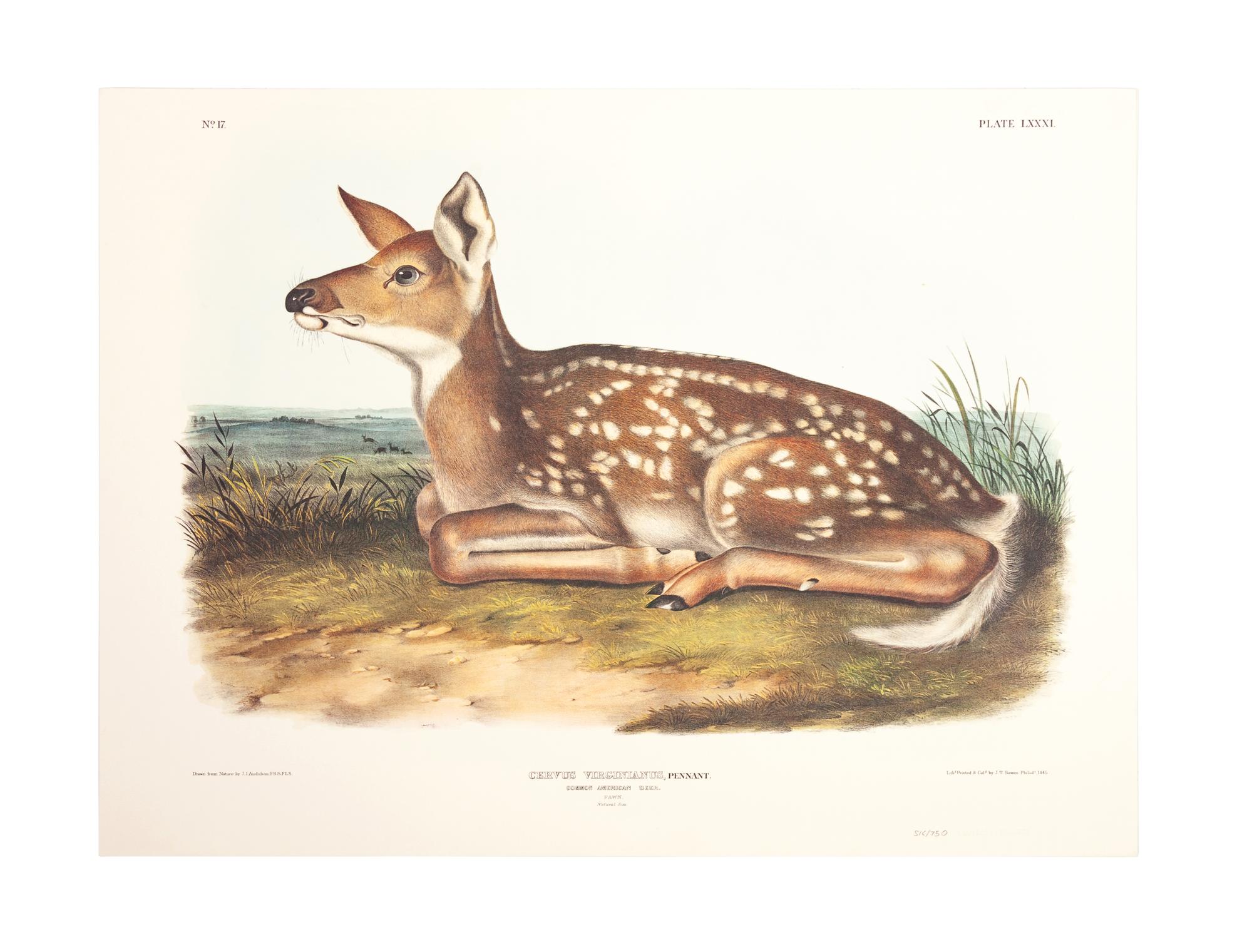 Southart Parkway's Limited Edition Facsimiles from Viviparous Quadrupeds of North America; Set Two: Audubon Mammals of the Southeast
