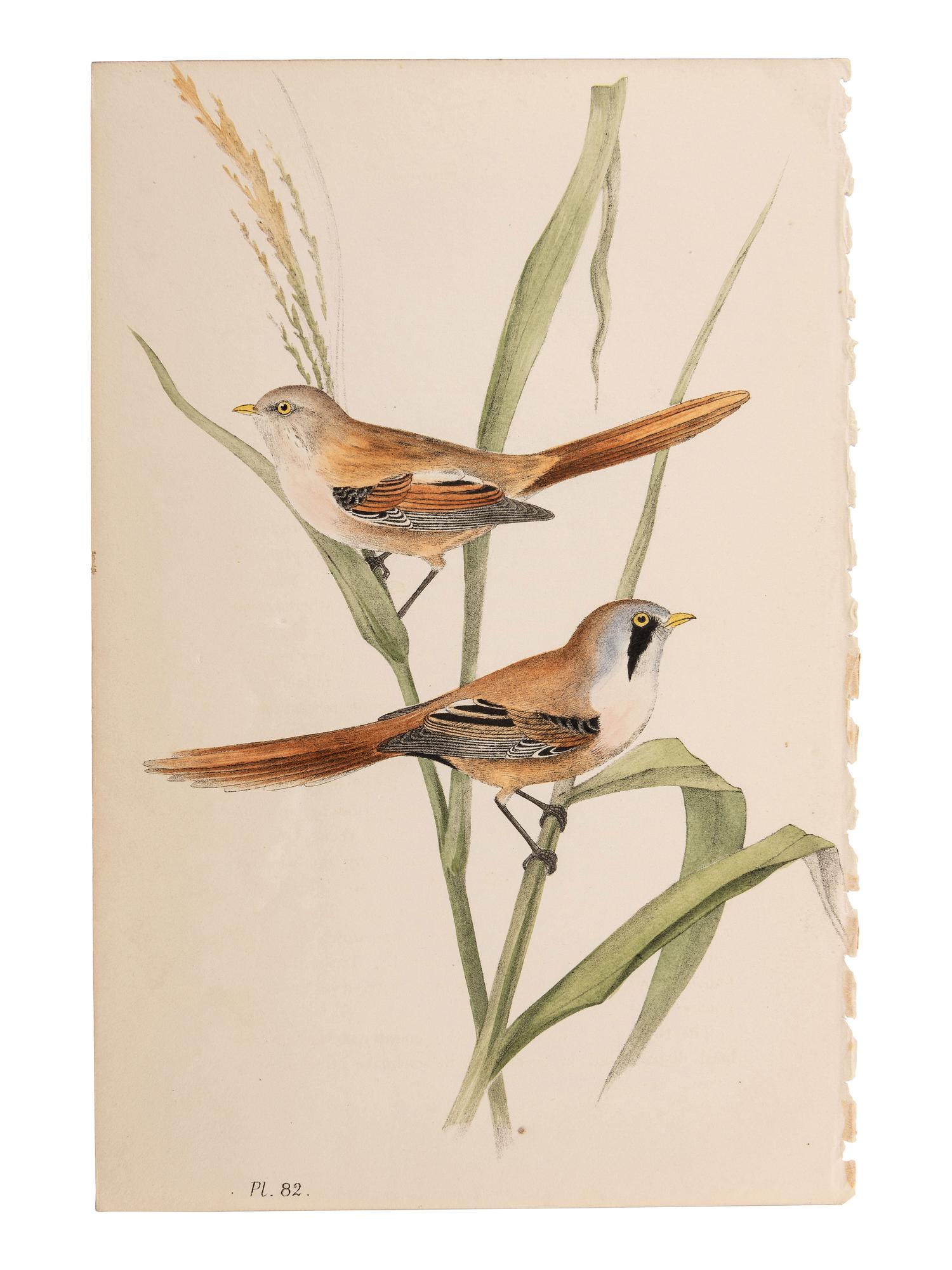 A Collection of Hand-Colored Ornithology and Entomology Engravings