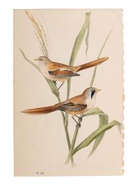 A Collection of Hand-Colored Ornithology and Entomology Engravings
