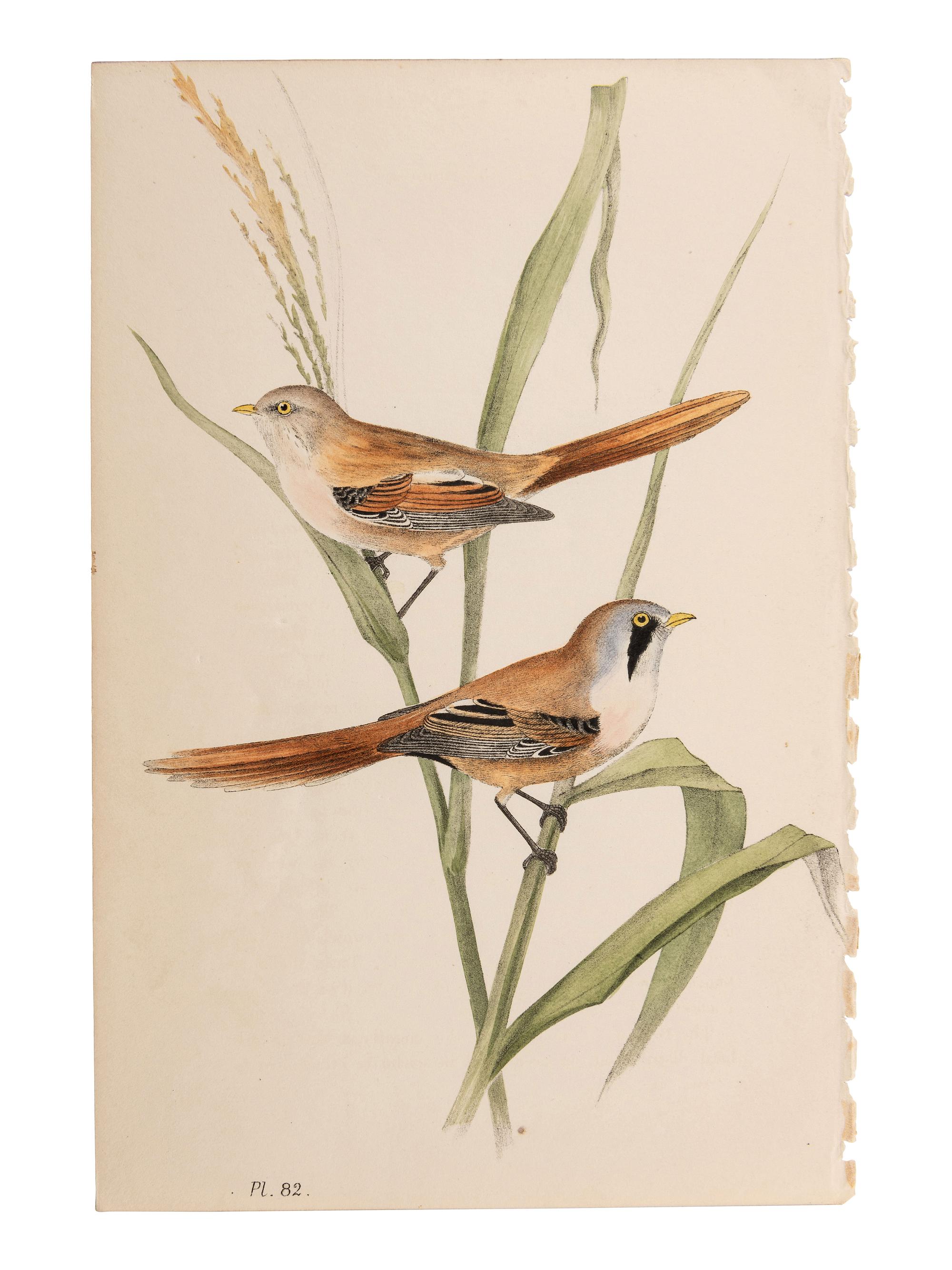 A Collection of Hand-Colored Ornithology and Entomology Engravings