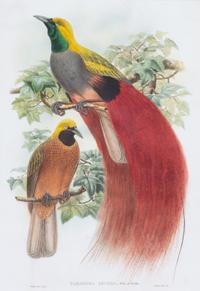 A William Hart Color Lithograph of Birds 31 x 23 1/2 inches framed. — 20TH CENTURY