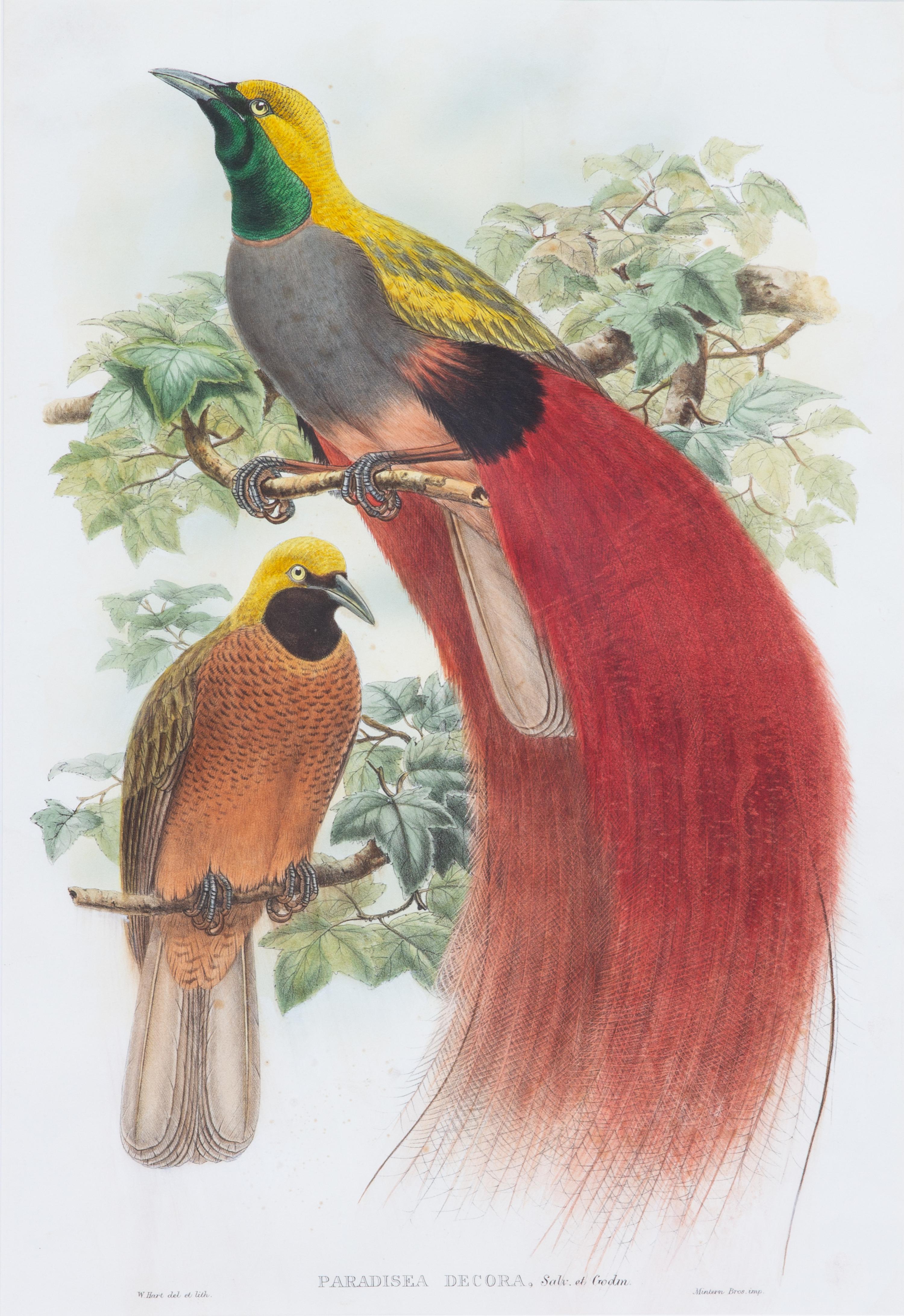 A William Hart Color Lithograph of Birds 31 x 23 1/2 inches framed. — 20TH CENTURY