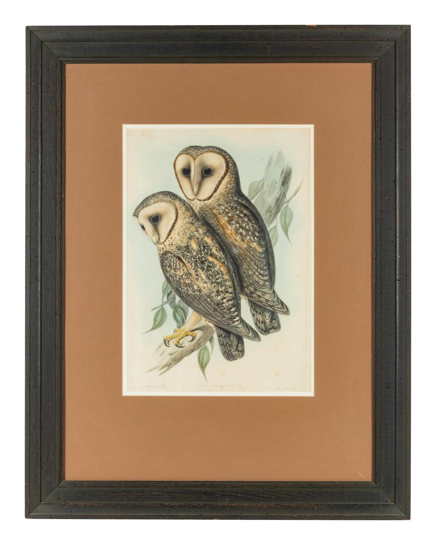 John Gould (British 1804-1881)