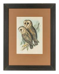 John Gould (British 1804-1881)