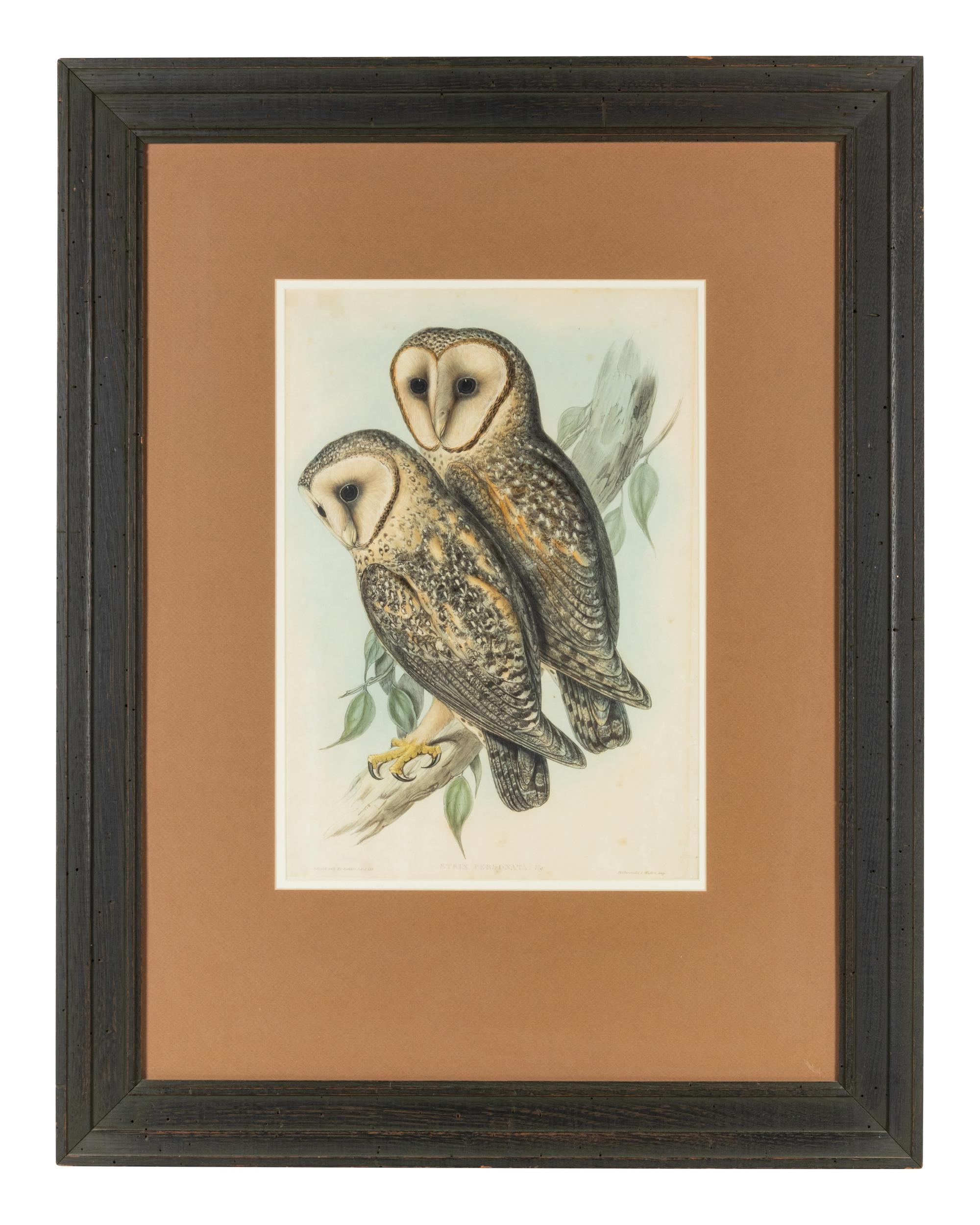 John Gould (British 1804-1881)