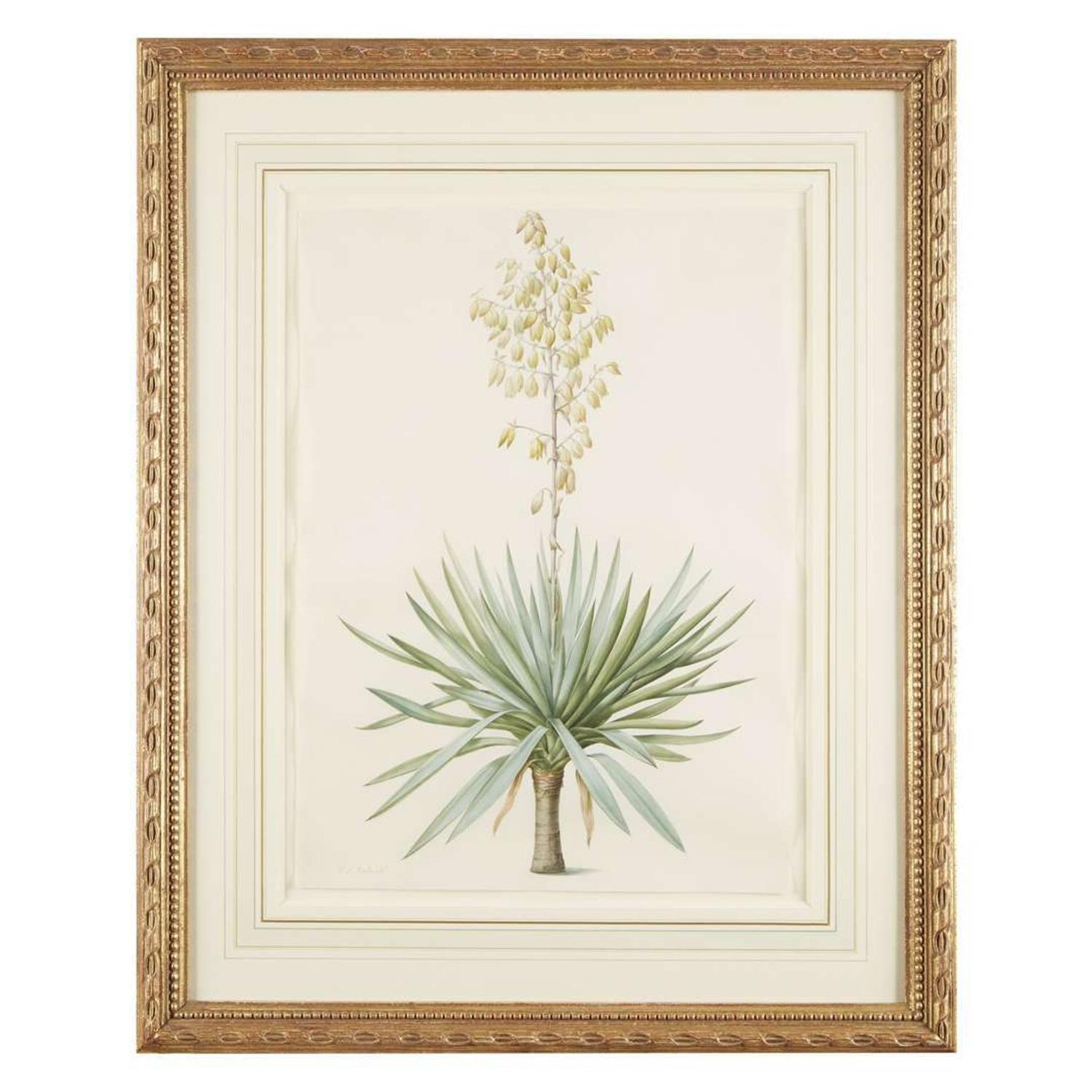 PIERRE-JOSEPH REDOUTÉ (FRENCH 1759–1840) “YUCCA GLORIOSA" FROM LES LILIACÉES