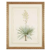 PIERRE-JOSEPH REDOUTÉ (FRENCH 1759–1840) “YUCCA GLORIOSA" FROM LES LILIACÉES