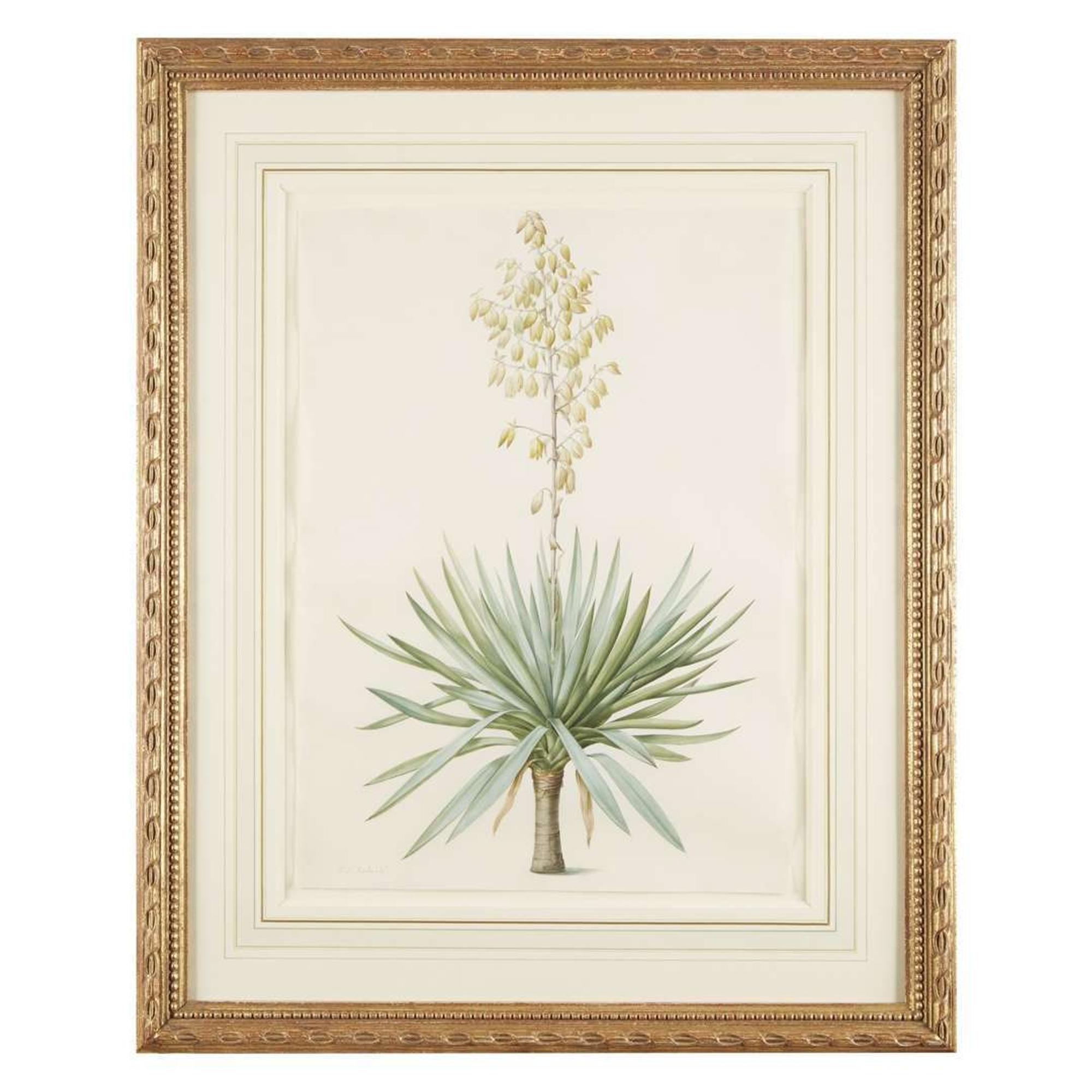 PIERRE-JOSEPH REDOUTÉ (FRENCH 1759–1840) “YUCCA GLORIOSA" FROM LES LILIACÉES