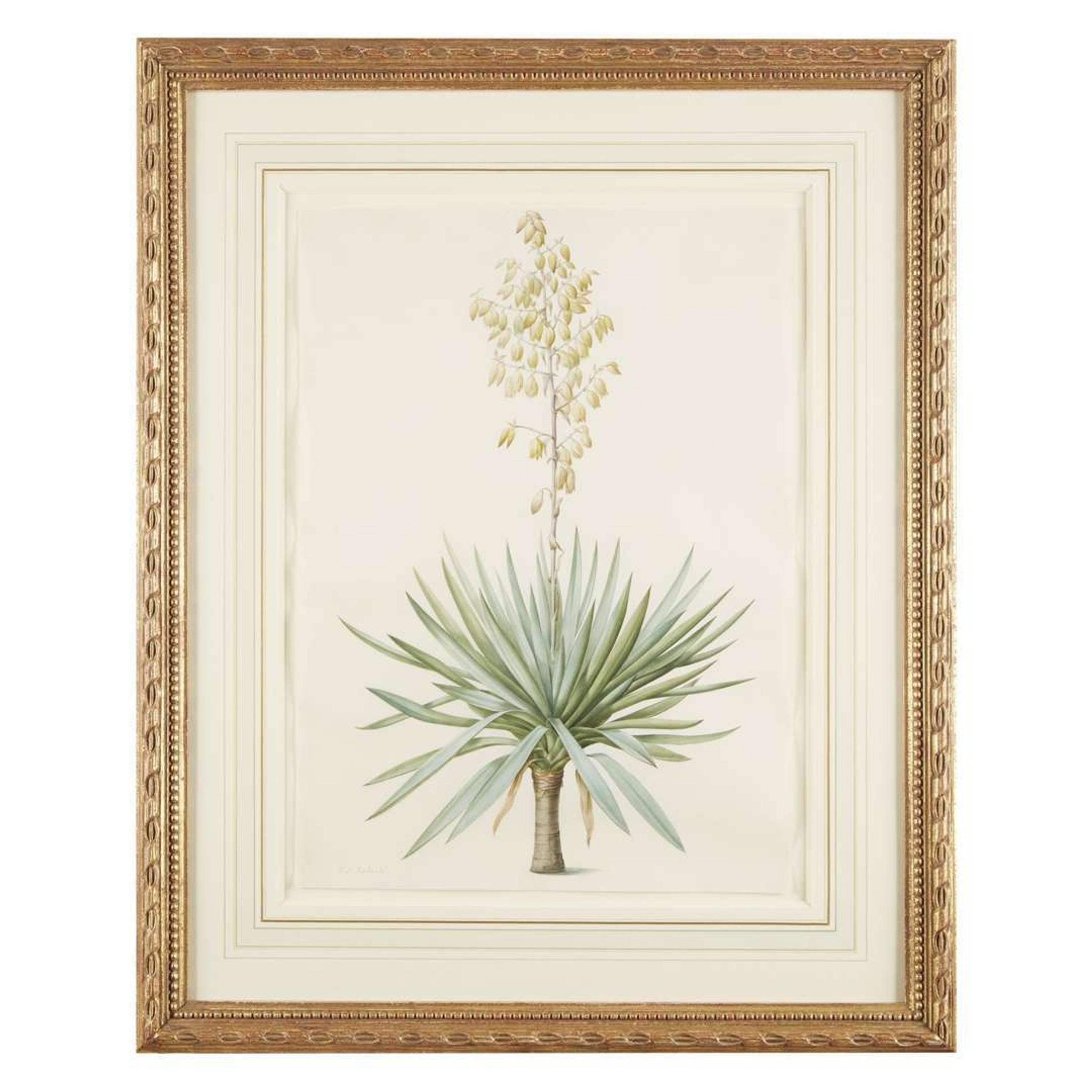 PIERRE-JOSEPH REDOUTÉ (FRENCH 1759–1840) “YUCCA GLORIOSA" FROM LES LILIACÉES