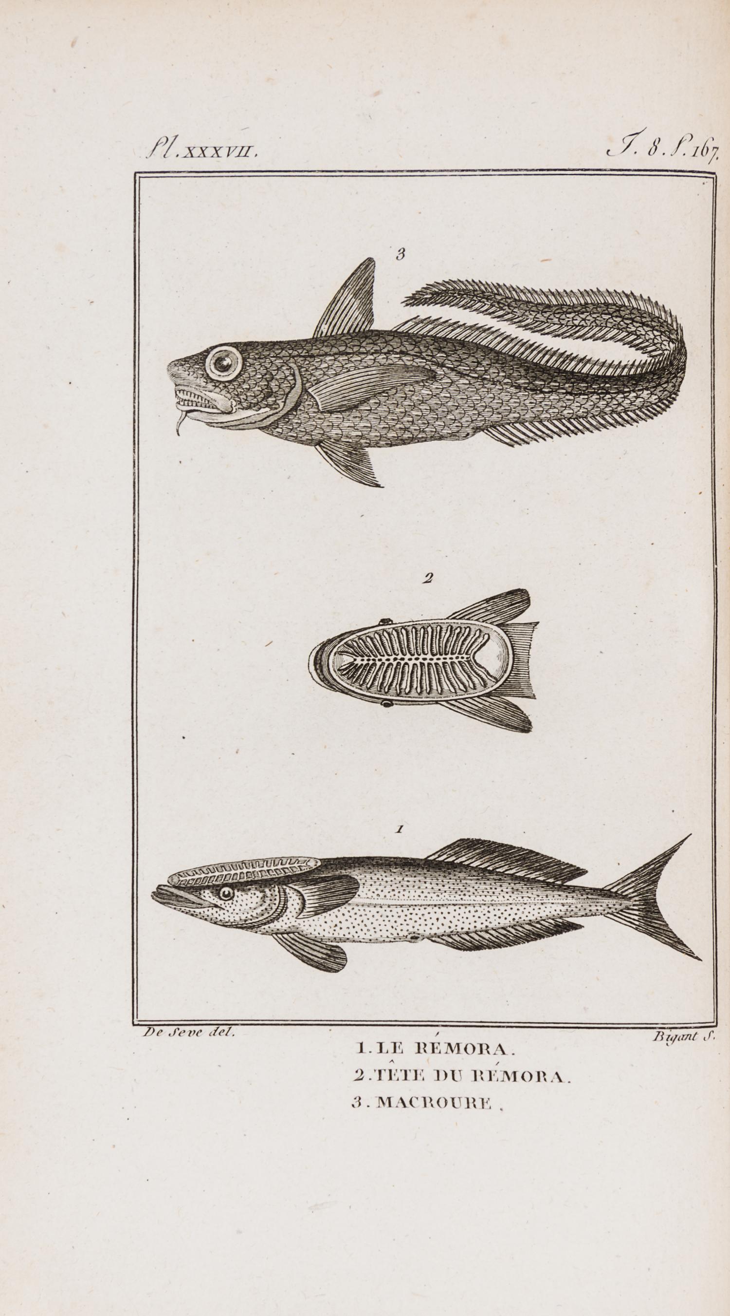 (BUFFON, LECLERC) SONNINI, CHARLES SIGISBERT. Histoire naturelle, generale et particuliere des poissons...Paris, 1803-4. 13 v. 1st ed.
