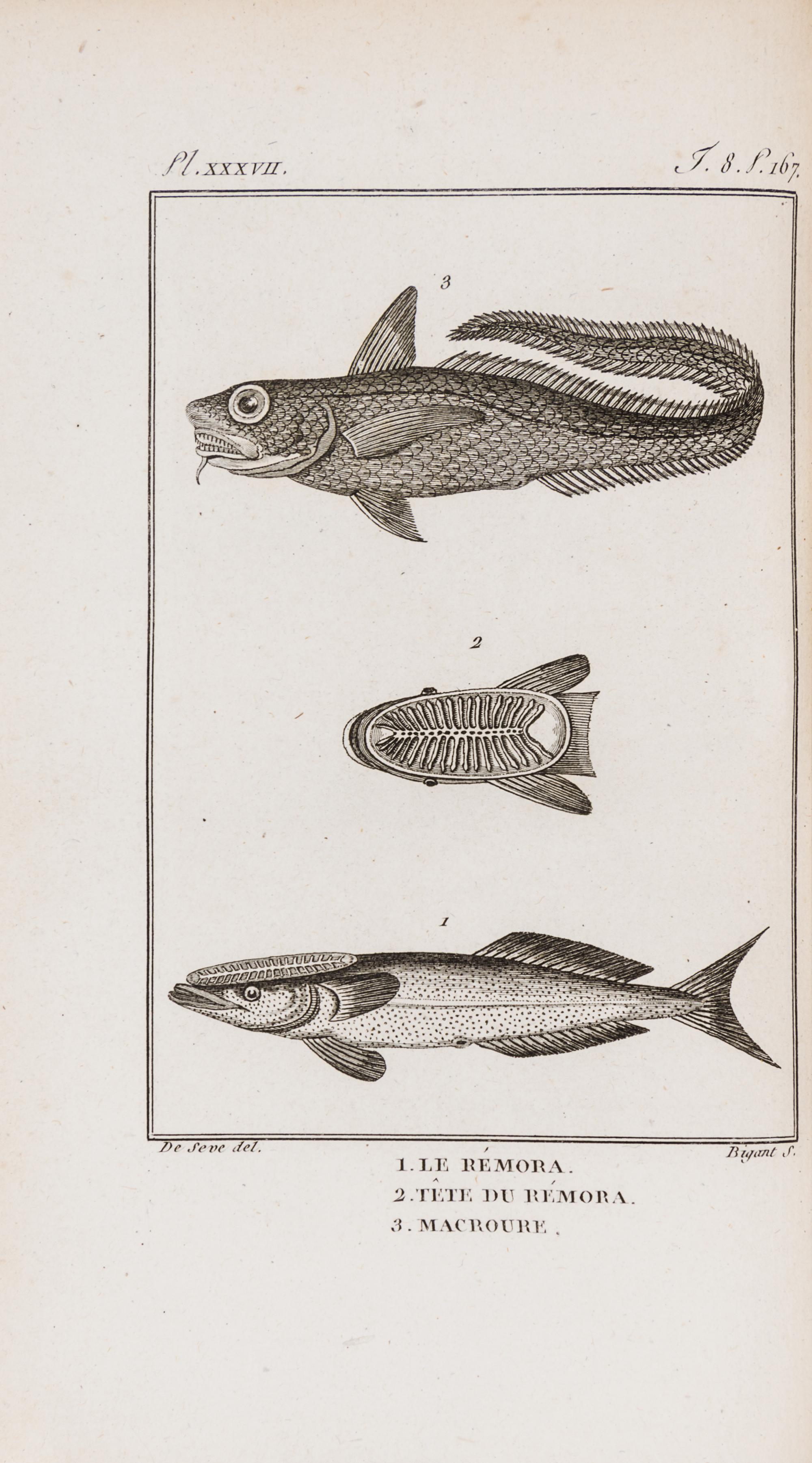 (BUFFON, LECLERC) SONNINI, CHARLES SIGISBERT. Histoire naturelle, generale et particuliere des poissons...Paris, 1803-4. 13 v. 1st ed.