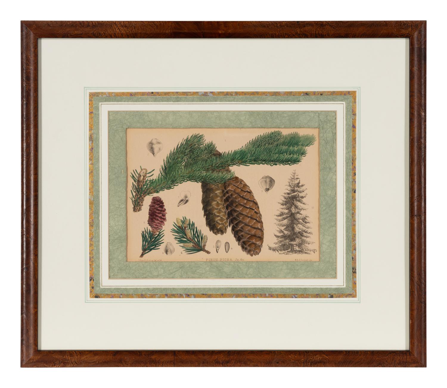 A Set of Eleven Illustrations from Medicinal Plants by Robert Bentley and Henry Trimen