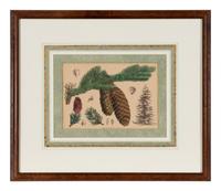 A Set of Eleven Illustrations from Medicinal Plants by Robert Bentley and Henry Trimen