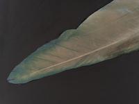 Feather