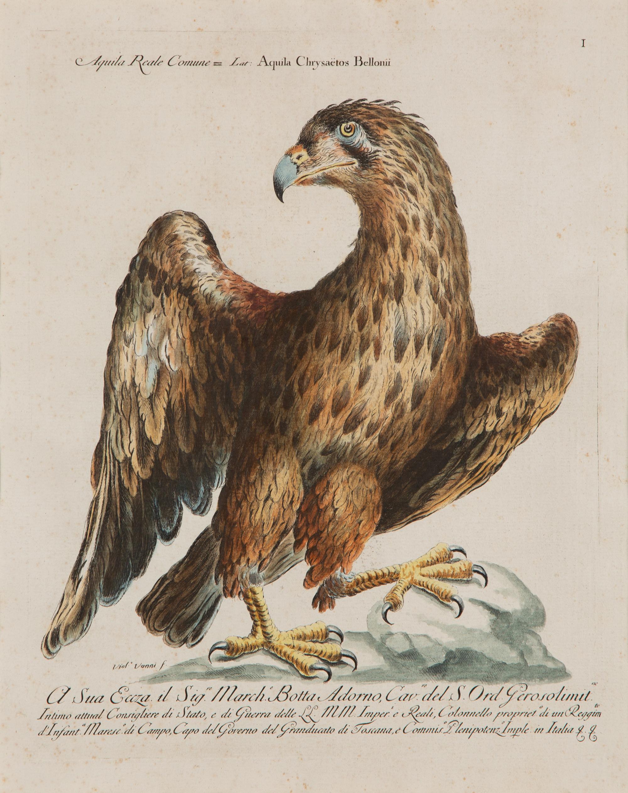 An Italian Hand-Colored Engraving of an Eagle in an Ebonized Frame — 18TH CENTURY