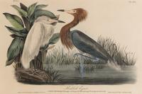 [Natural History] Audubon, John James. Group of 10 prints from the octavo "Birds of America"