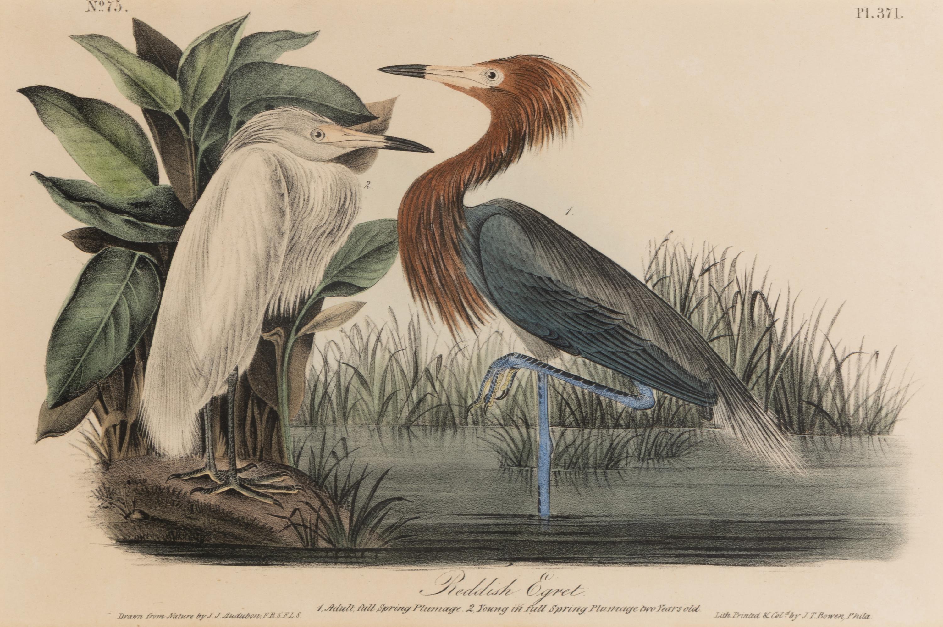 [Natural History] Audubon, John James. Group of 10 prints from the octavo "Birds of America"