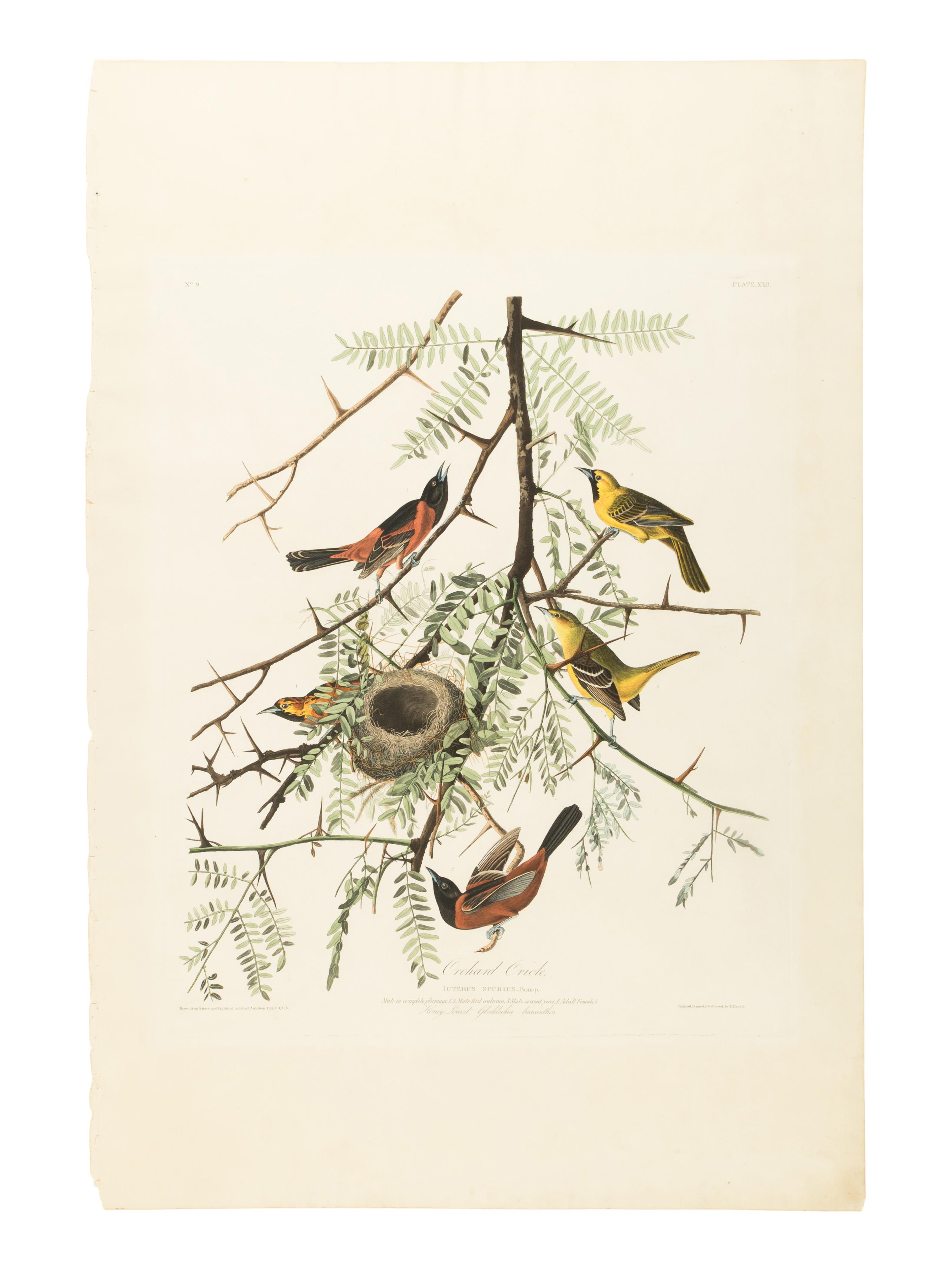 [AMERICANA]. AUDUBON, John James (1785-1851). Orchard Oriole (Plate XLII) Icterus Spurius