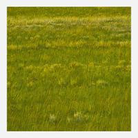 Woody Gwyn (American, b. 1944) Field/Pond 1