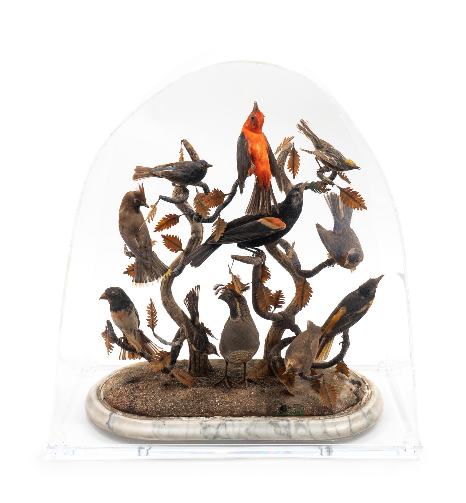 A Diorama of Ten Birds — EARLY 20TH CENTURY