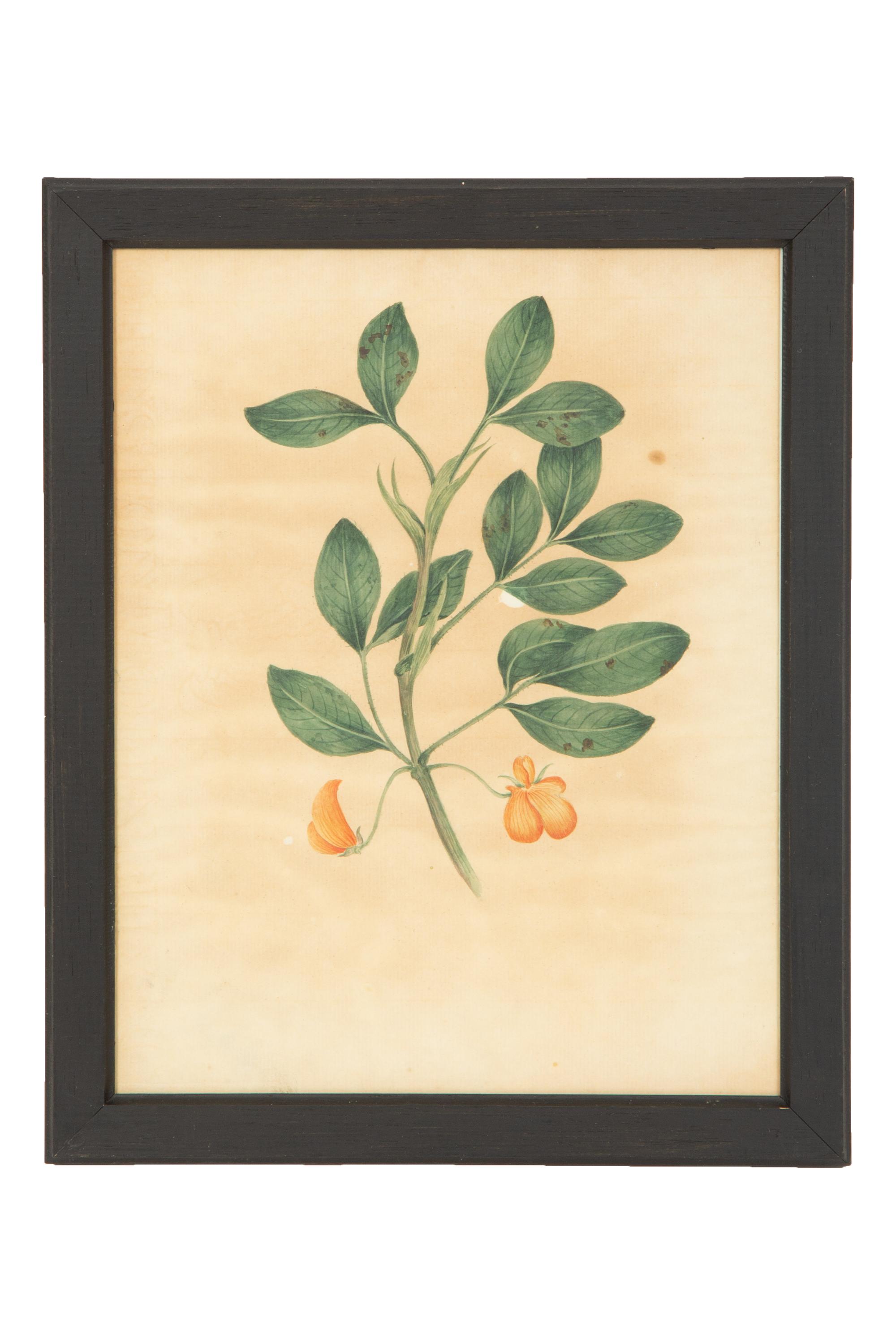 A Set of Eighteen Framed English Botanical Watercolor Illustrations