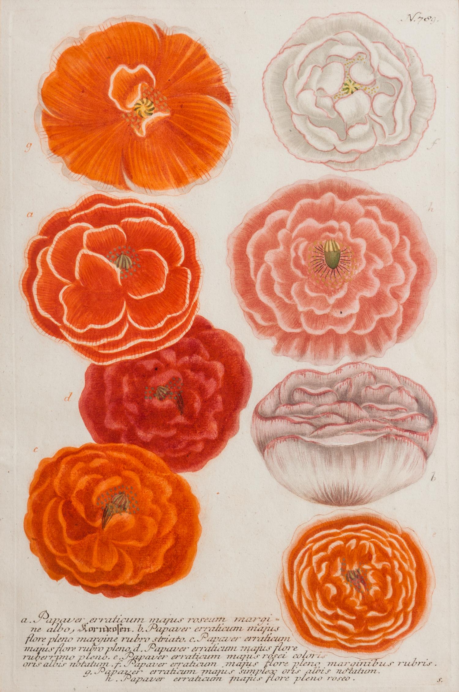 Johann Wilhelm Weinmann, (German/Polish, 1683-1741), Papaver Roseum, Papaver Rubo, and Tagates seu Caryphillus (three works)