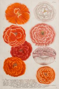Johann Wilhelm Weinmann, (German/Polish, 1683-1741), Papaver Roseum, Papaver Rubo, and Tagates seu Caryphillus (three works)
