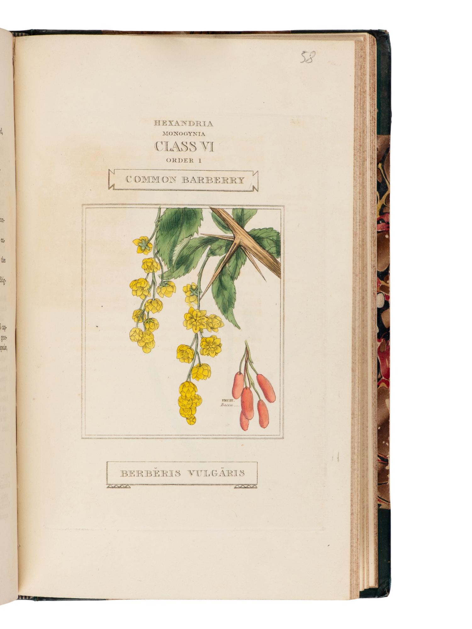 [Natural History] Duppa, Richard. The Classes and Orders of the Linnaean System of Botany