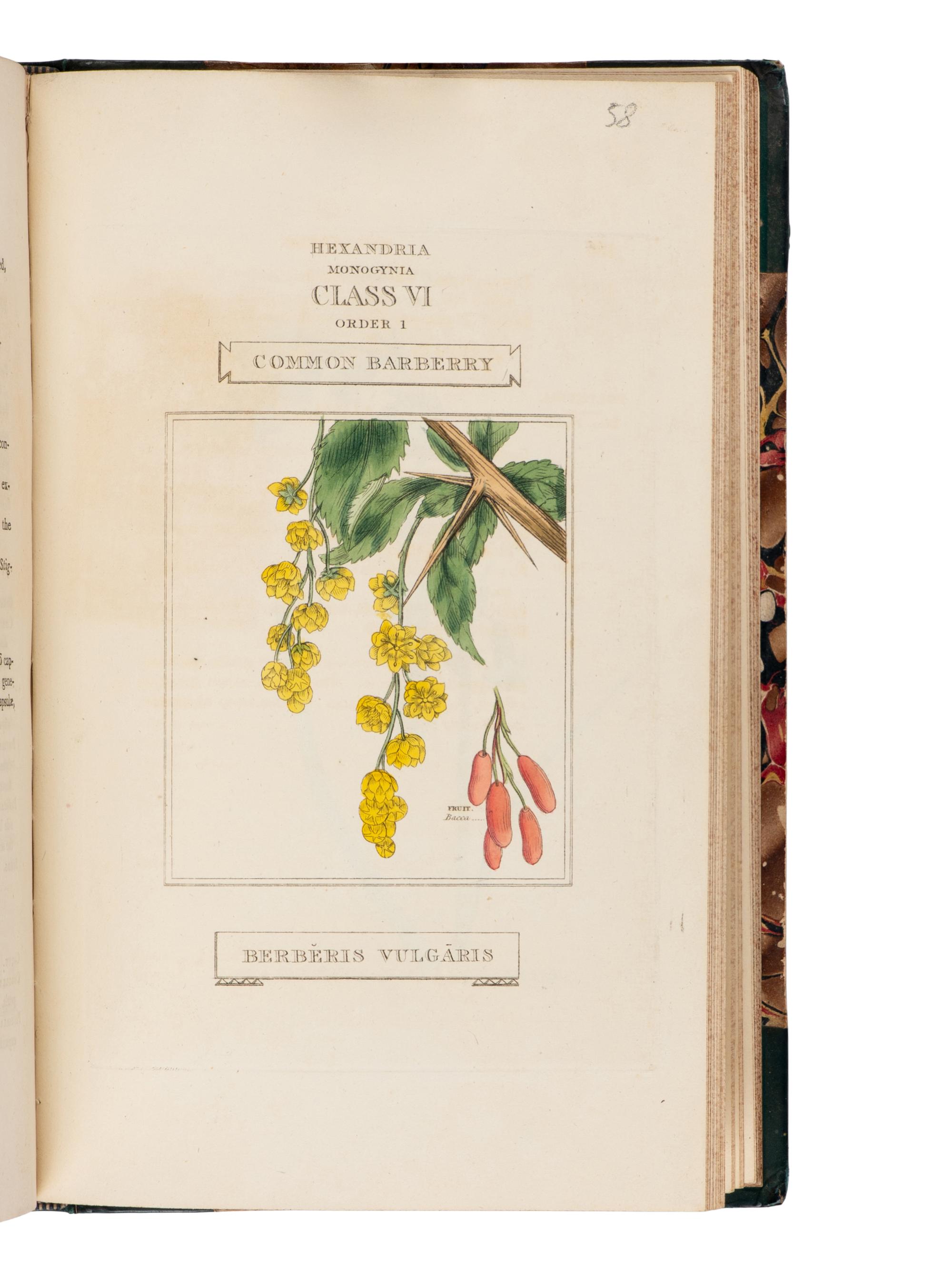 [Natural History] Duppa, Richard. The Classes and Orders of the Linnaean System of Botany