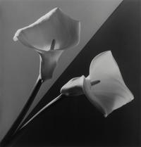 Calla Lilies