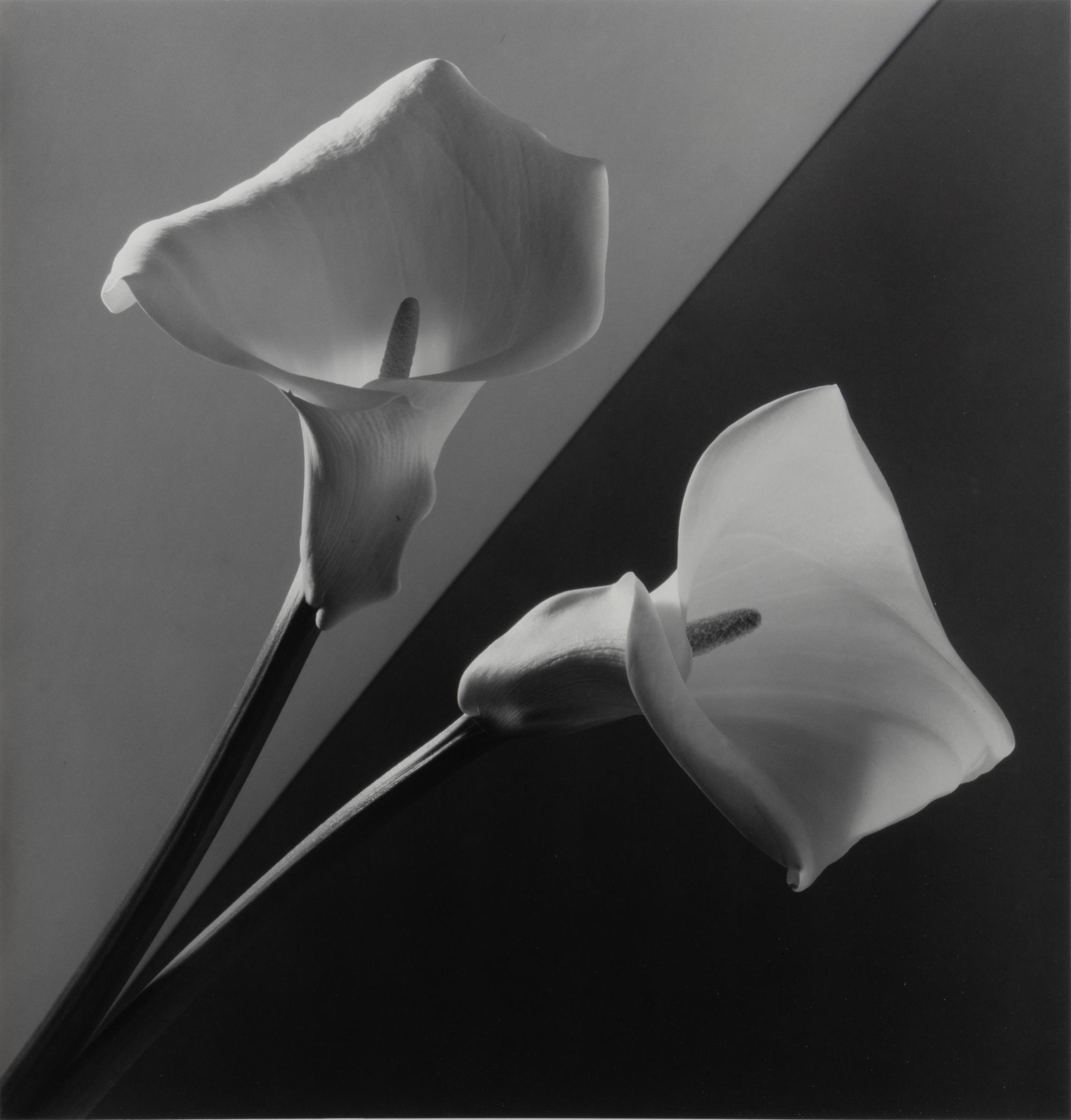 Calla Lilies