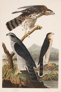 AUDUBON, John James (1785-1851)