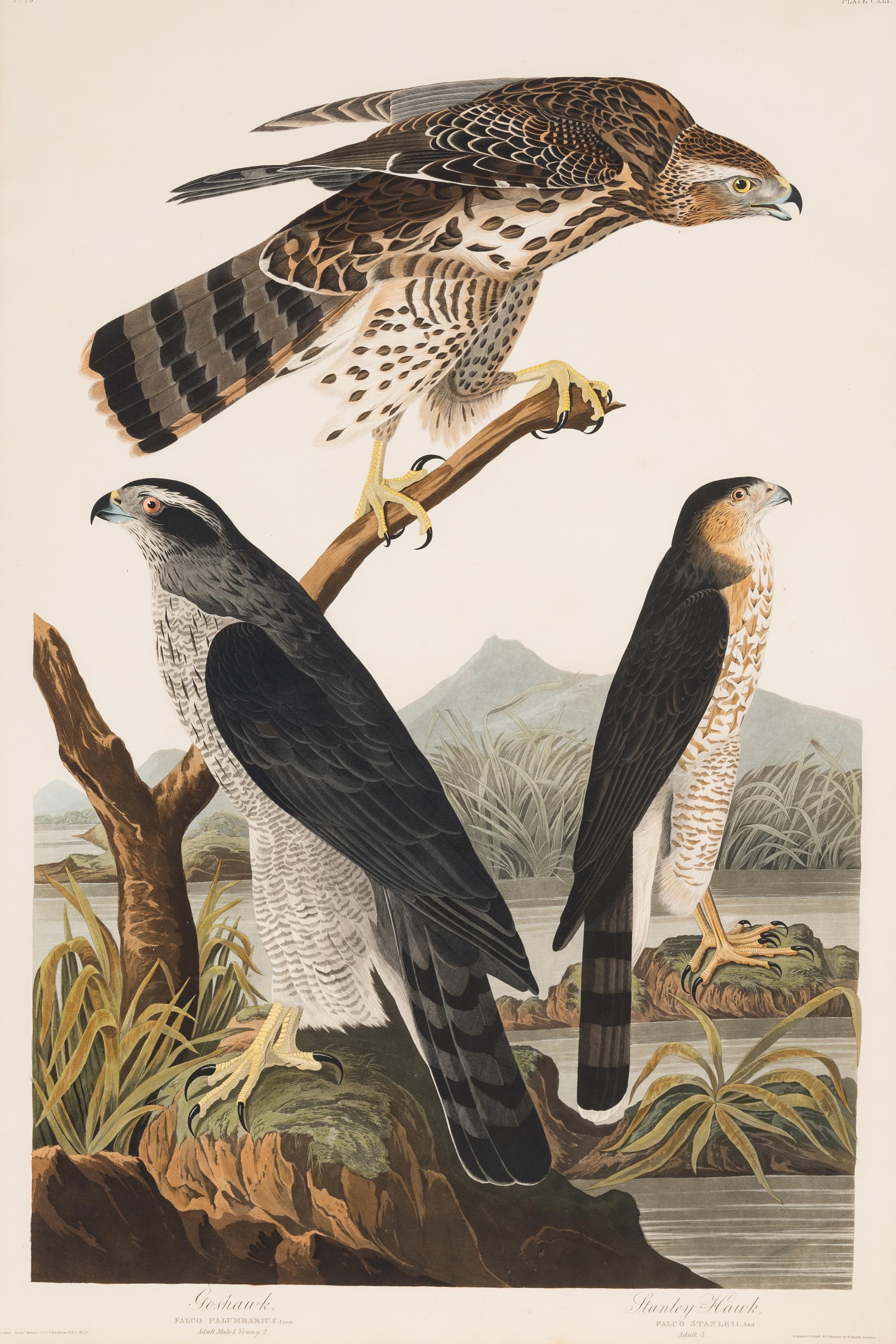AUDUBON, John James (1785-1851)