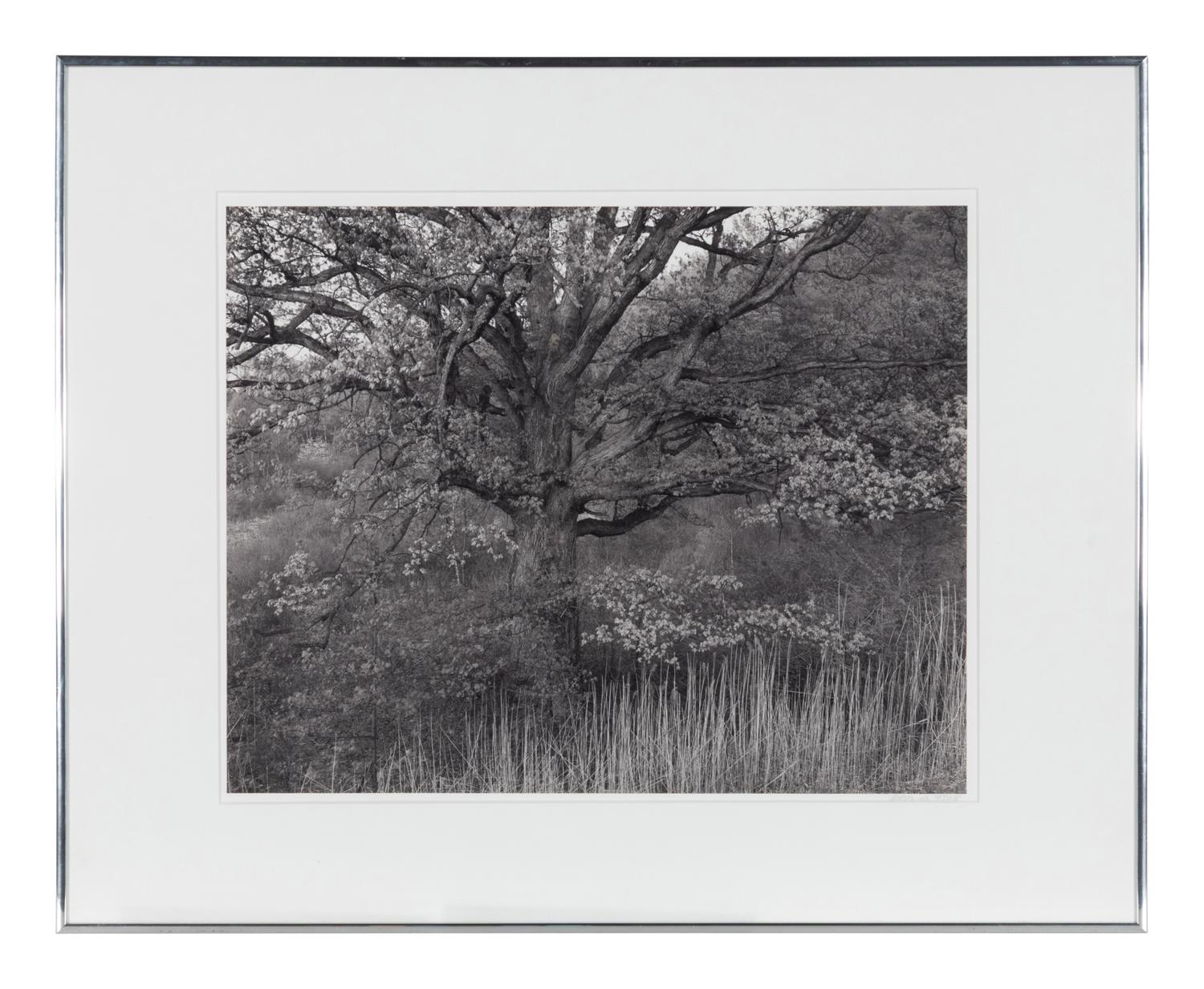 Oak Tree, Holmdel, New Jersey, 1970; printed 1980
