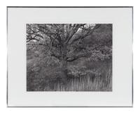 Oak Tree, Holmdel, New Jersey, 1970; printed 1980