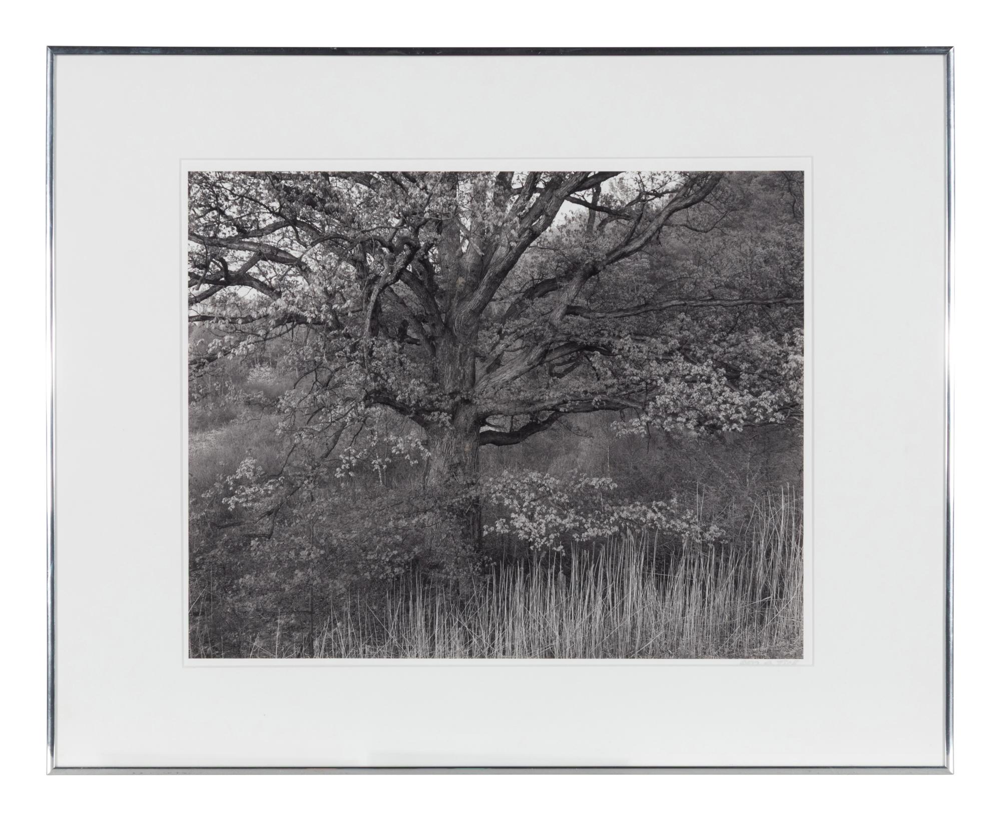 Oak Tree, Holmdel, New Jersey, 1970; printed 1980