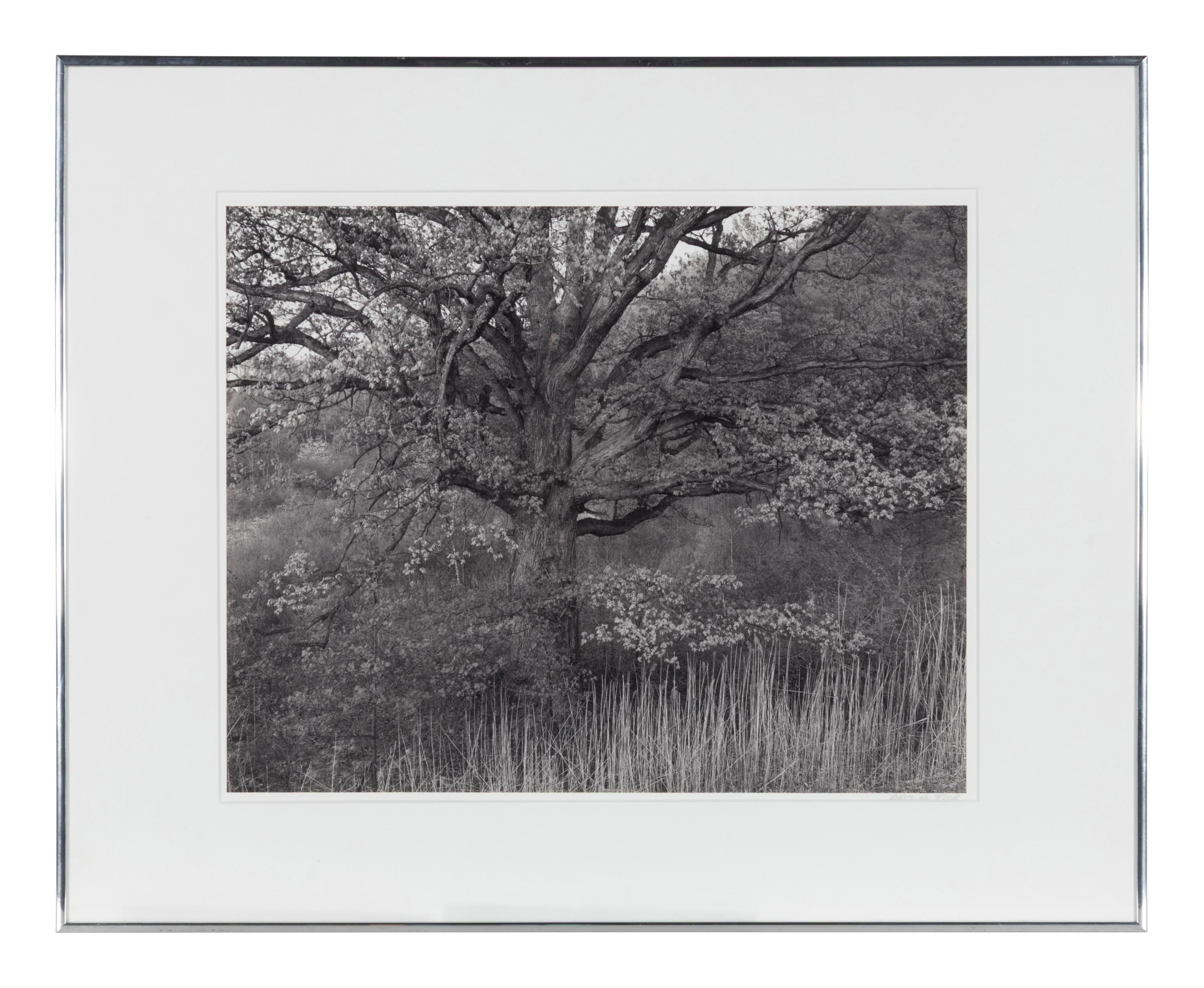 Oak Tree, Holmdel, New Jersey, 1970; printed 1980