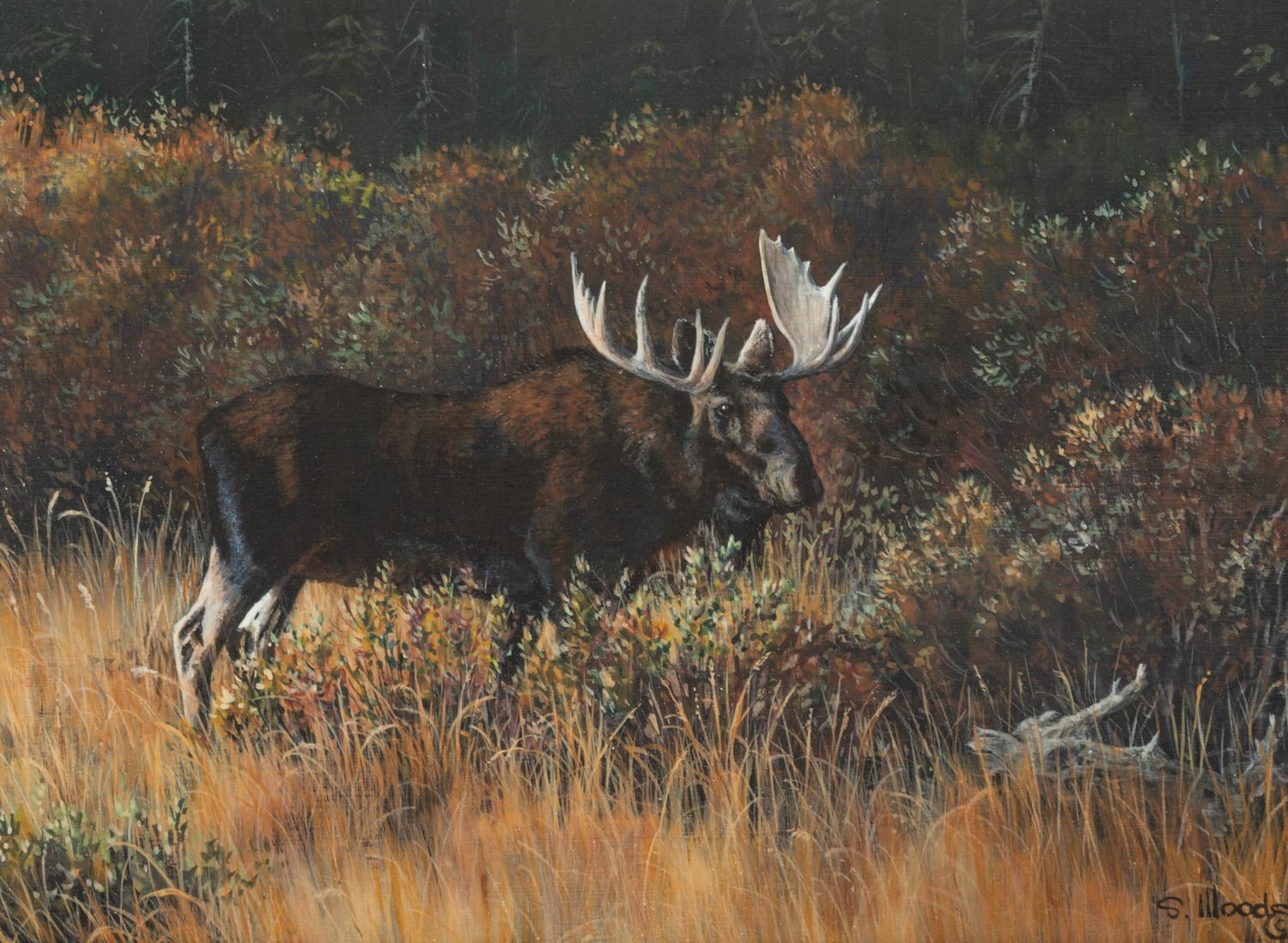 Brush Bull , 1992