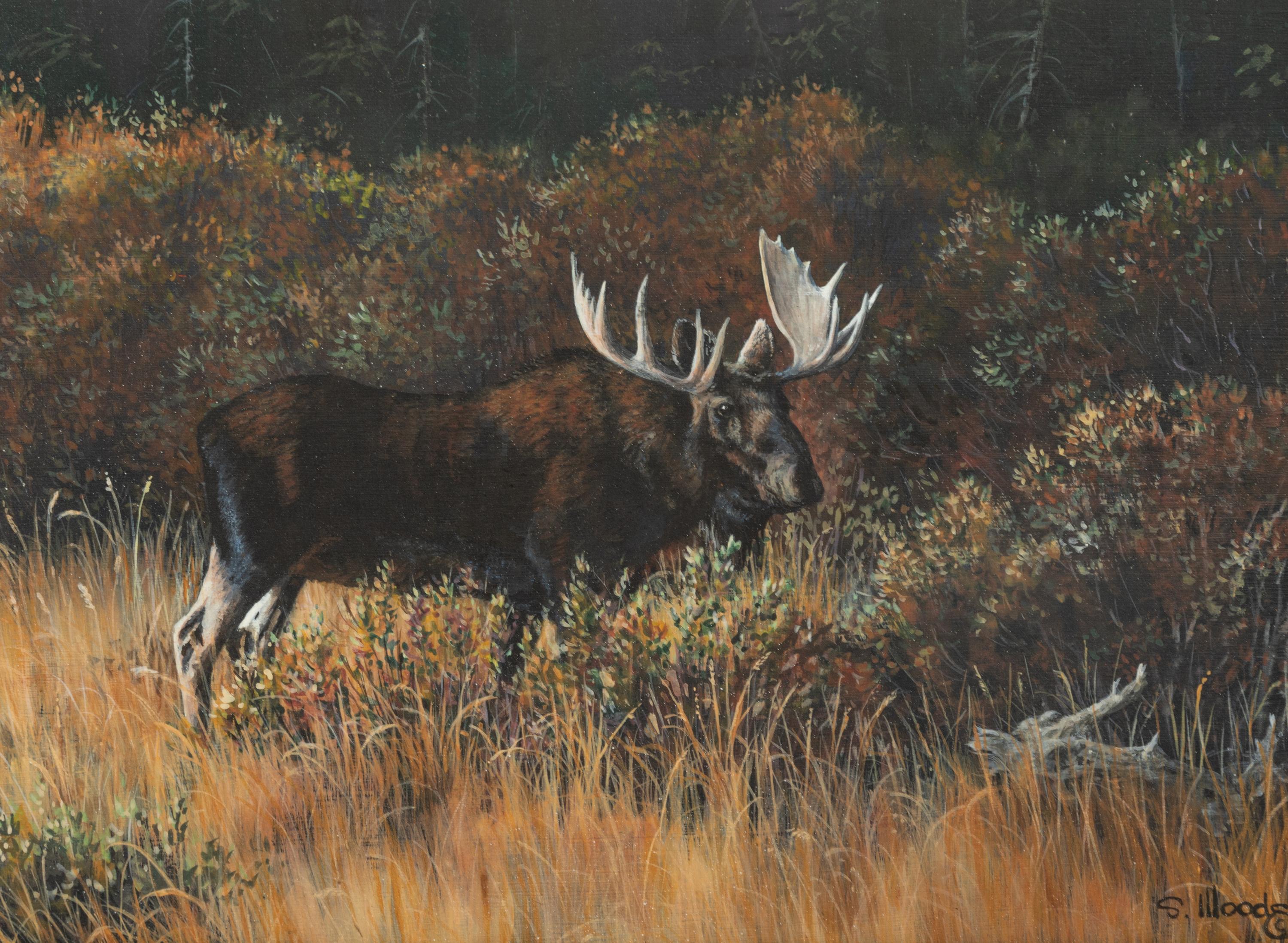 Brush Bull , 1992