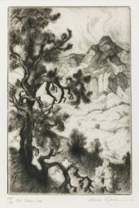 Old Piñon Tree , edition 44/50